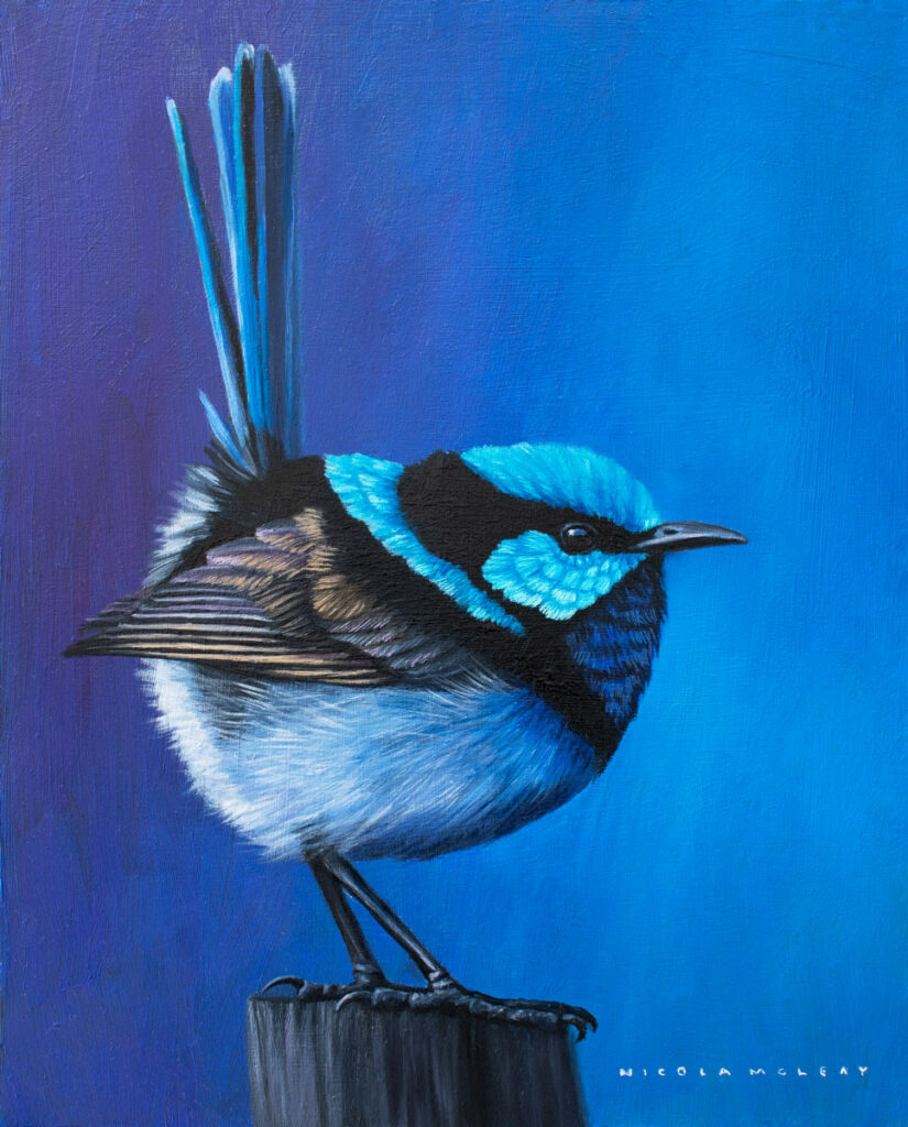 superb fairywren australian blue native bird original oil painting by nicola mcleay fine art