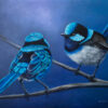splendid and superb fairywren male birds australian wildlife original oil painting by nicola mcleay fine art
