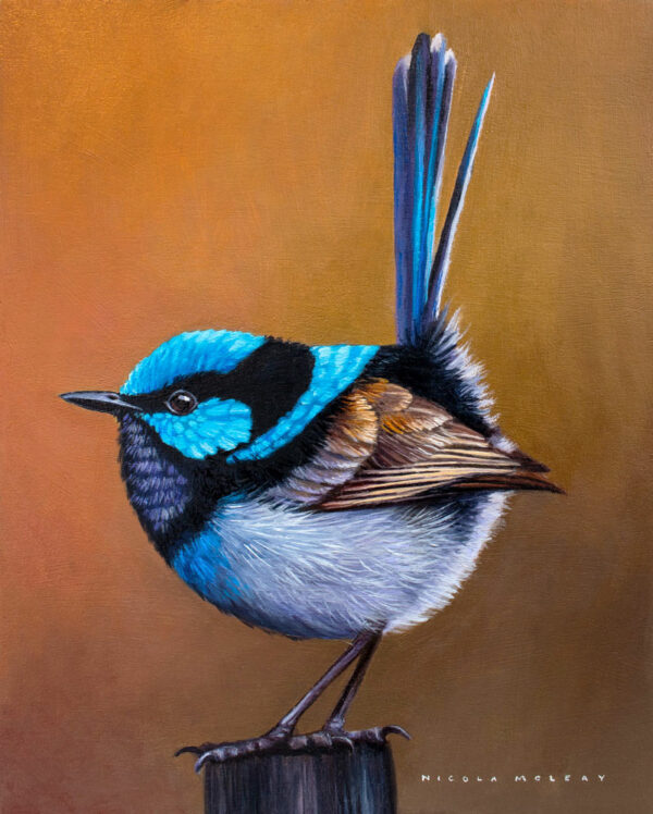 Brown orange back ground with multicoloured fairy-Wren sitting on a wooden pole with tale pointing straight up in the air.